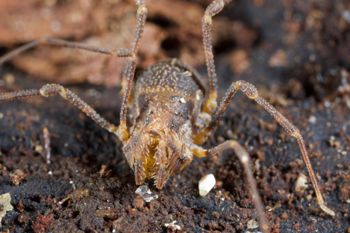 Media type: image;   Invertebrate Zoology 49771